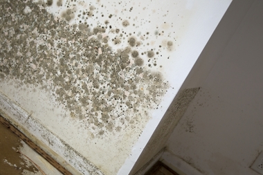 Mold growing inside a flood damaged New Jersey home. Source: nj.com
